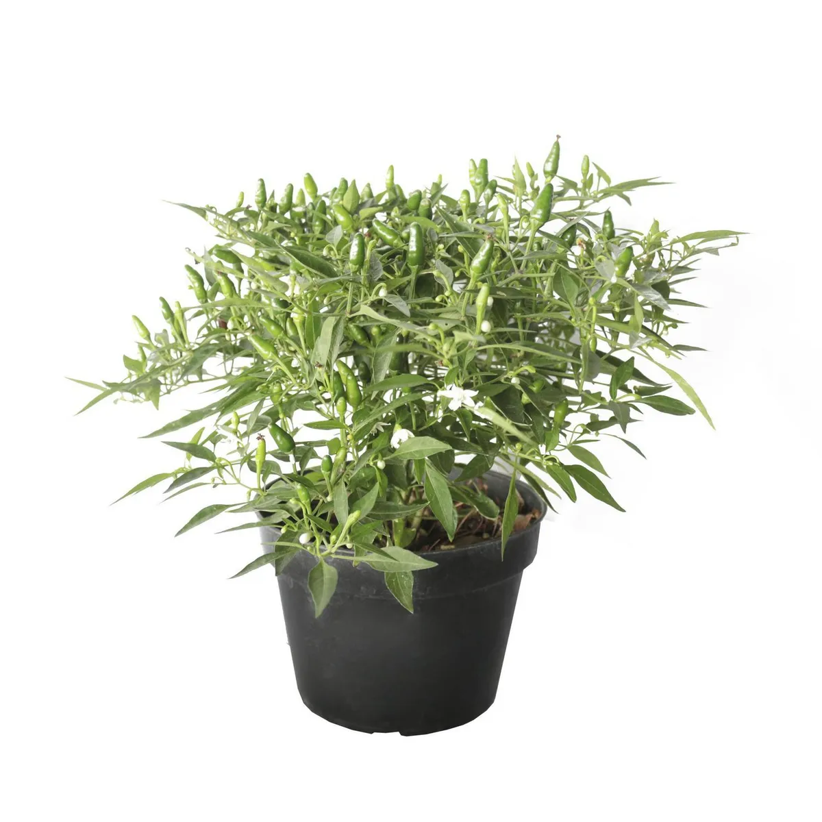 Conaplor - Planta chile chilpaya m6