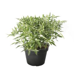 Planta chile chilpaya m6