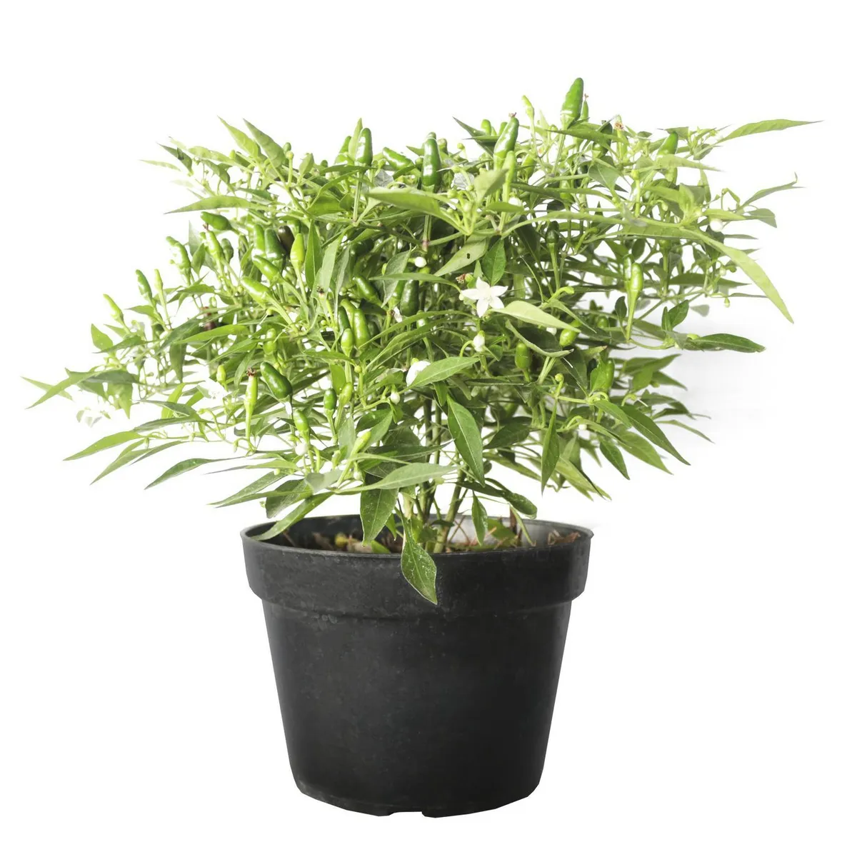 Conaplor - Planta chile chilpaya m6