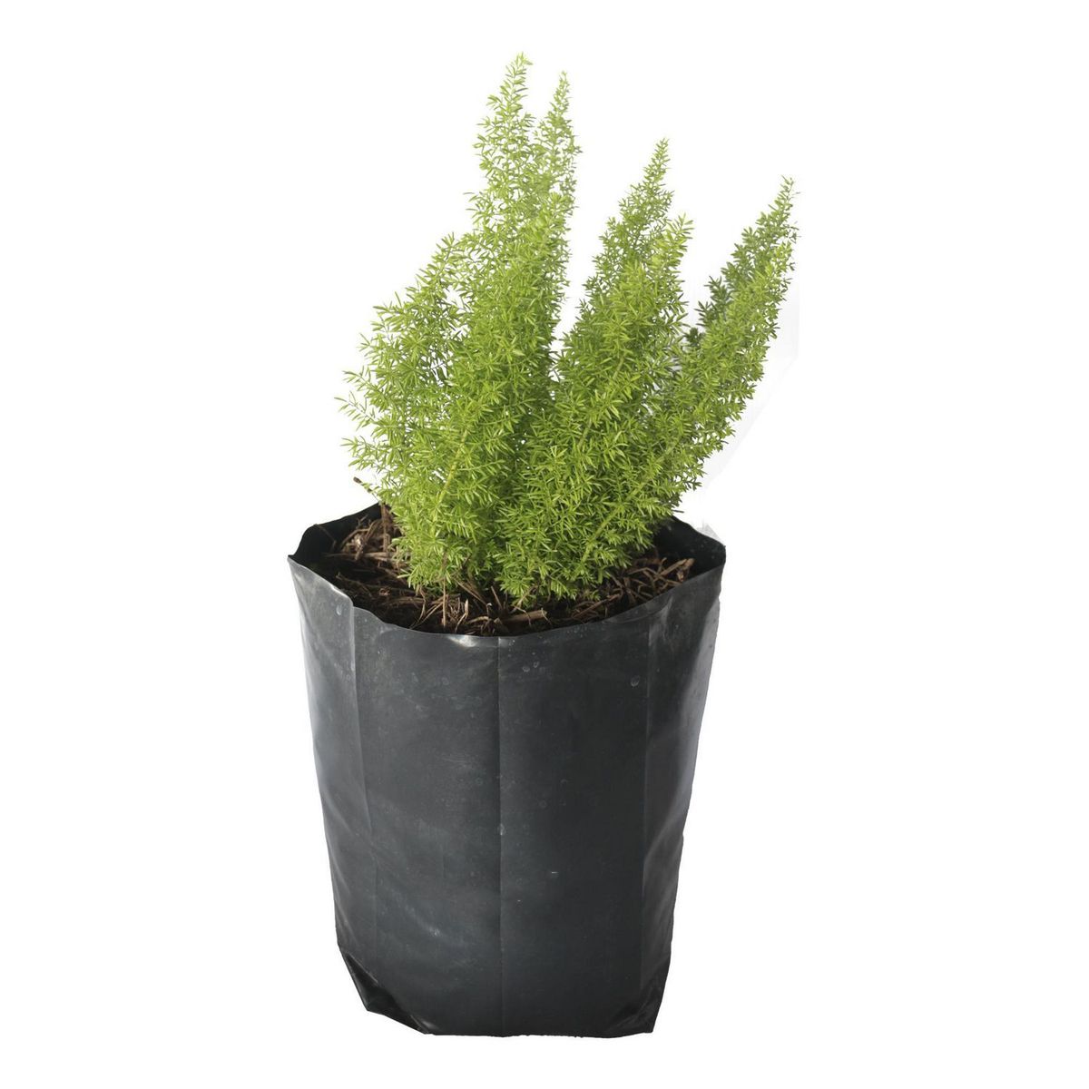 Conaplor - Planta esparrago milleri b04