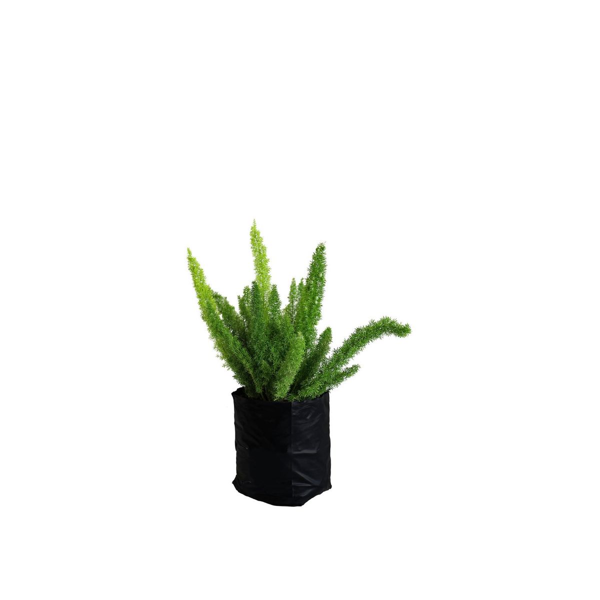Conaplor - Planta esparrago milleri b04