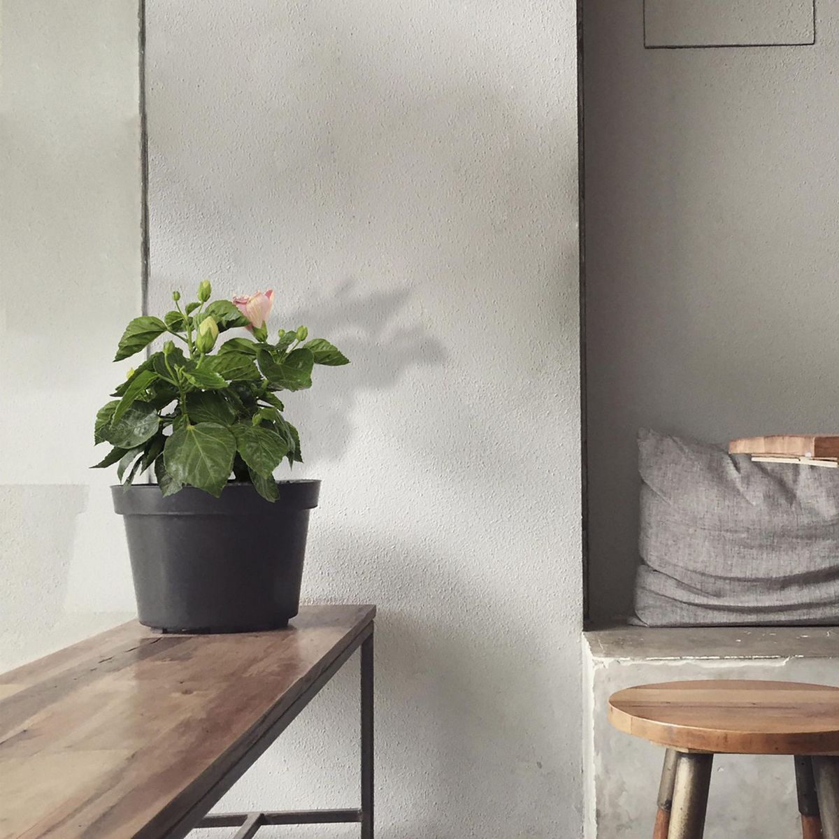 Conaplor - Planta tulipan b04