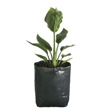 Planta ave del paraiso b04