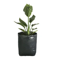 Planta ave del paraiso b04