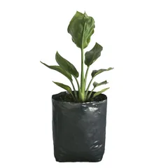 Planta ave del paraiso b04