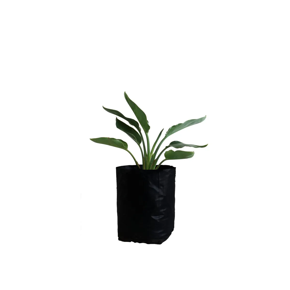 Planta ave del paraiso b04, marca Conaplor - Foto 2