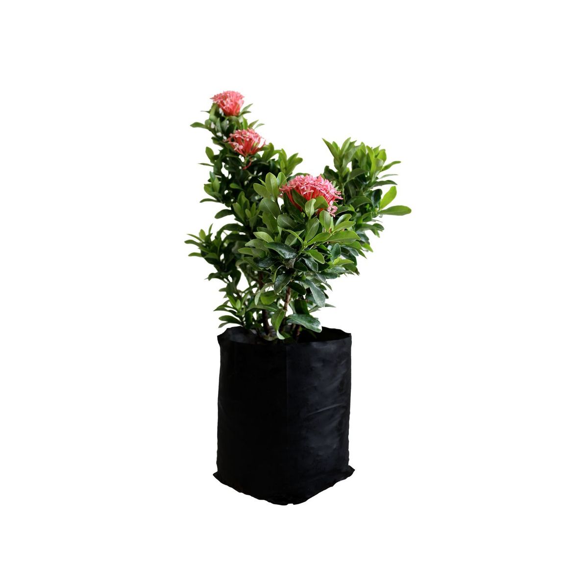 Planta ixora enana b03, marca Conaplor - Foto Principal