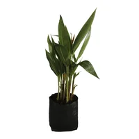 Planta heliconia b04