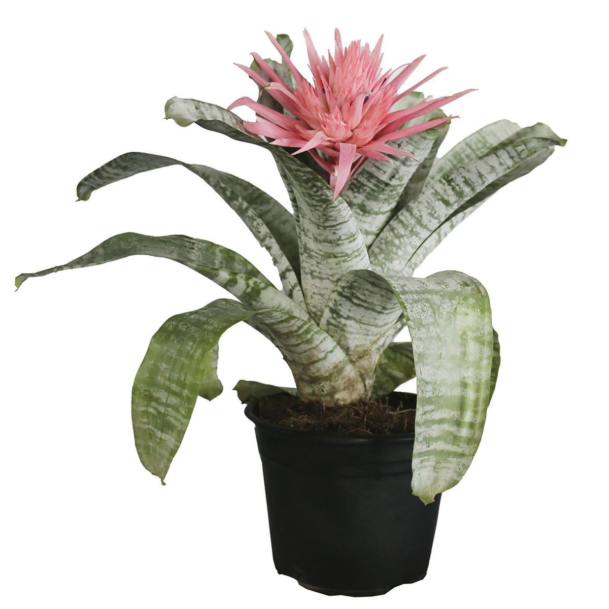 Planta bromelia m8, marca Conaplor - Foto Principal