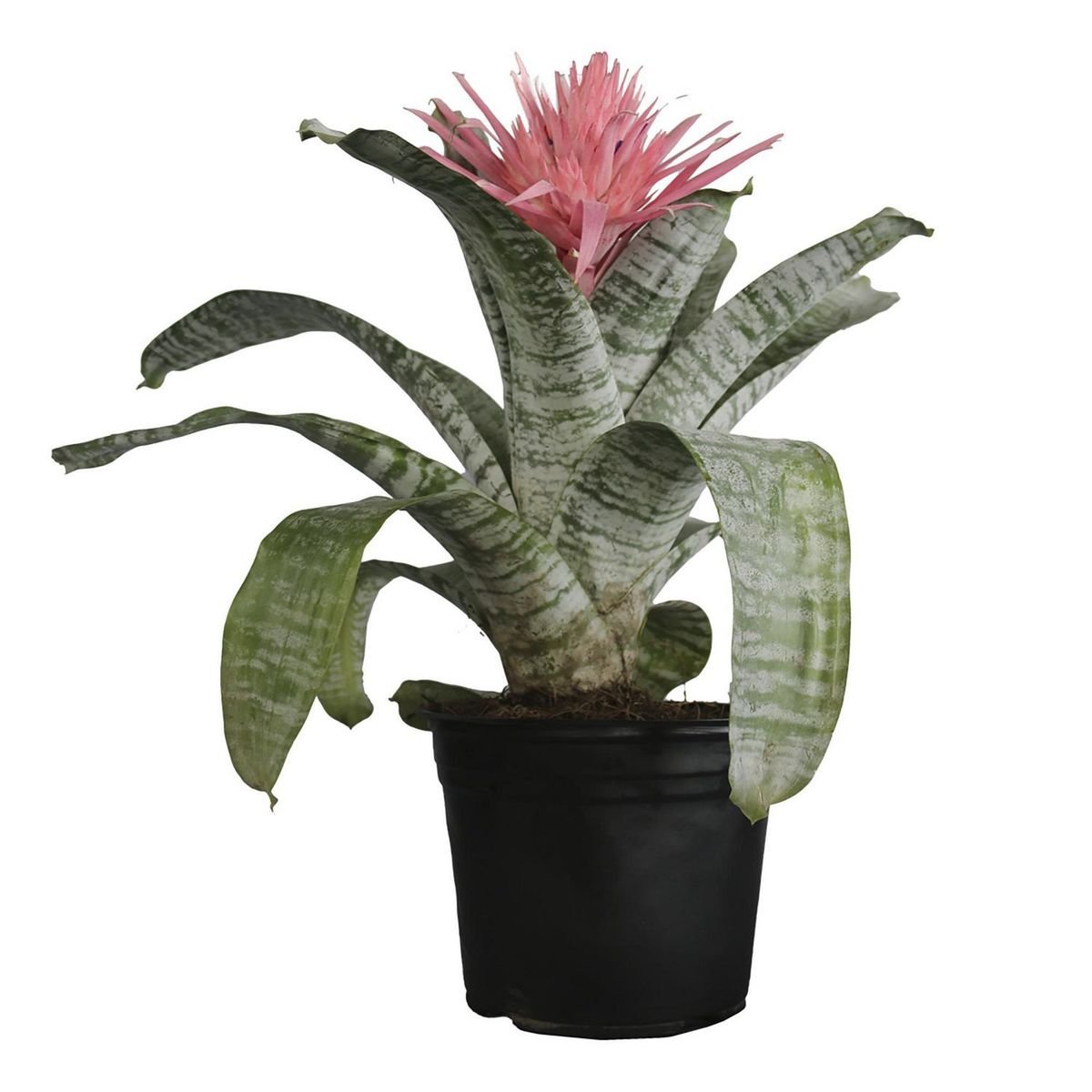 Planta bromelia m8, marca Conaplor - Foto 2