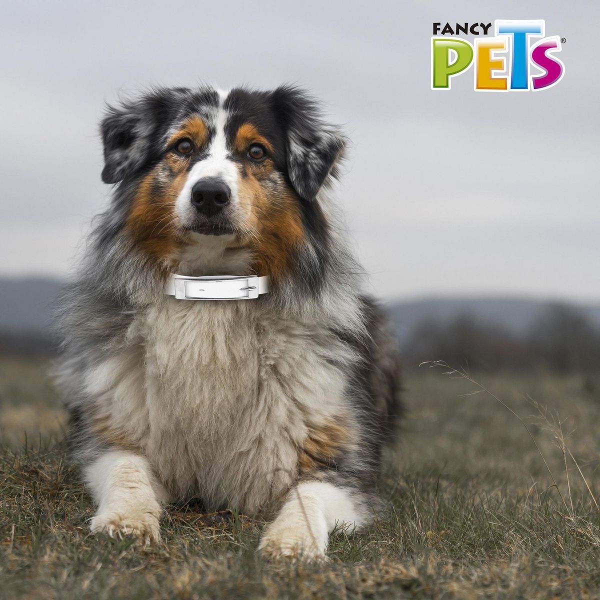 Fancy Pets - Collar antipulgas MED