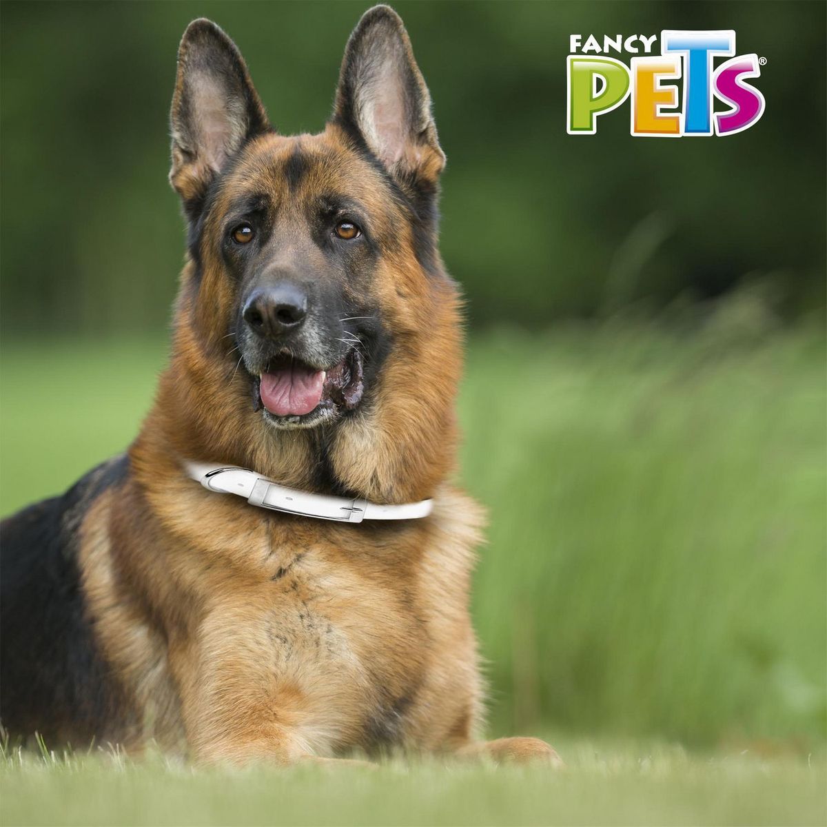 Fancy Pets - Collar antipulgas GDE