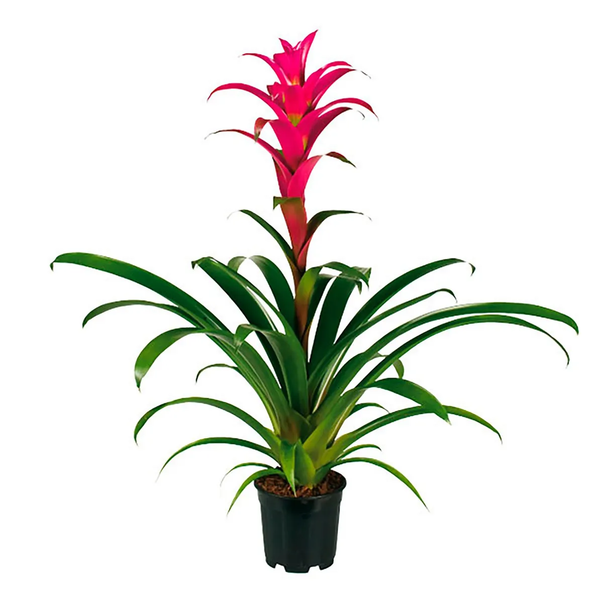 Chiltepec - Bromelia 6"