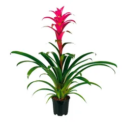 Bromelia 6"