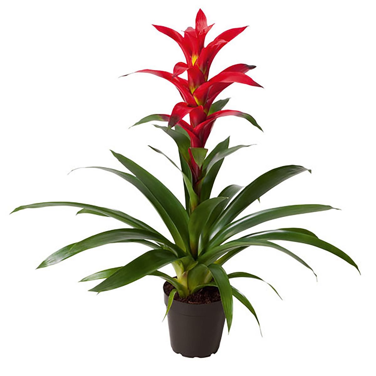 Chiltepec - Bromelia 6"