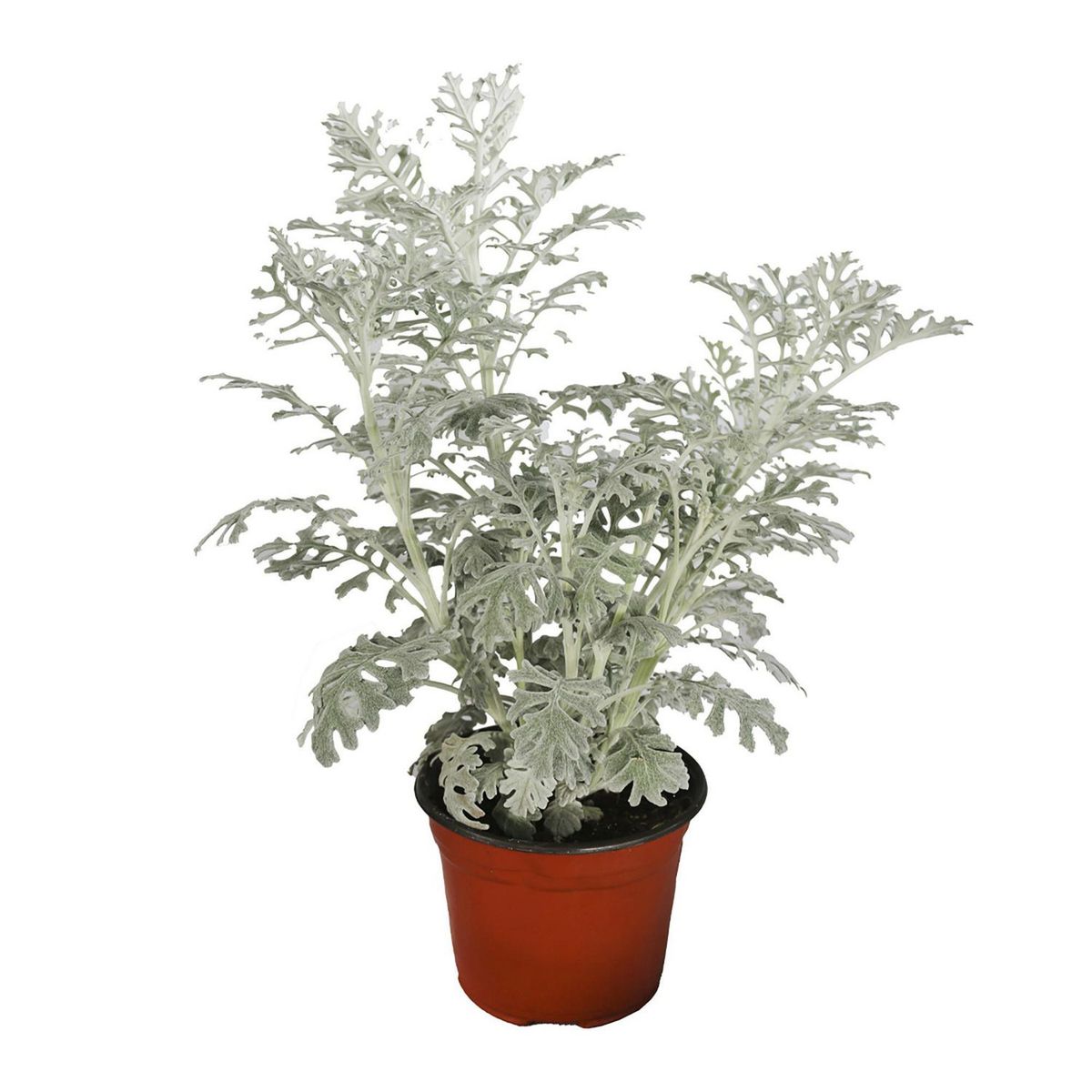 Conaplor - Planta dusty miller m6