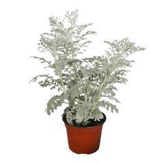 Planta dusty miller m6