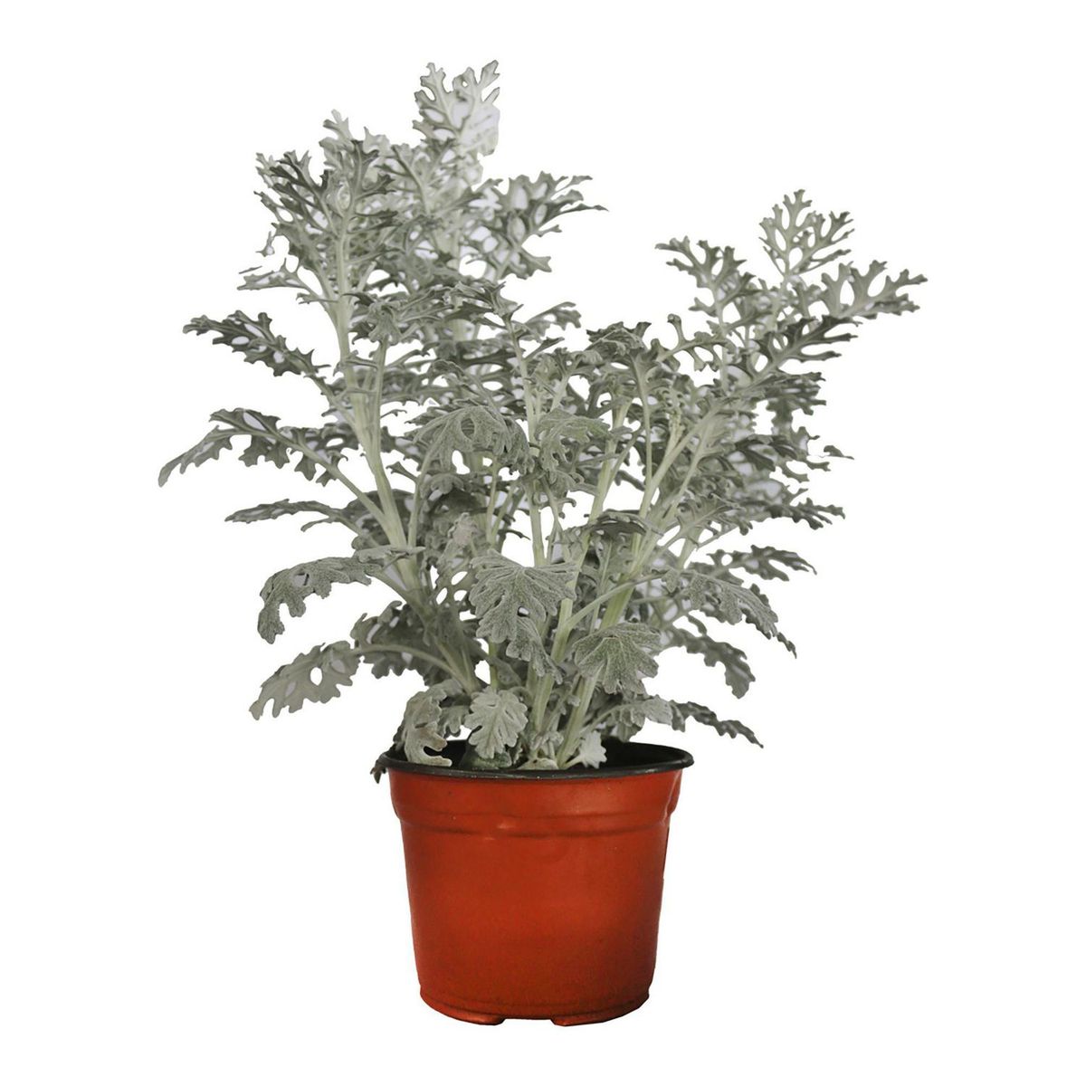 Conaplor - Planta dusty miller m6