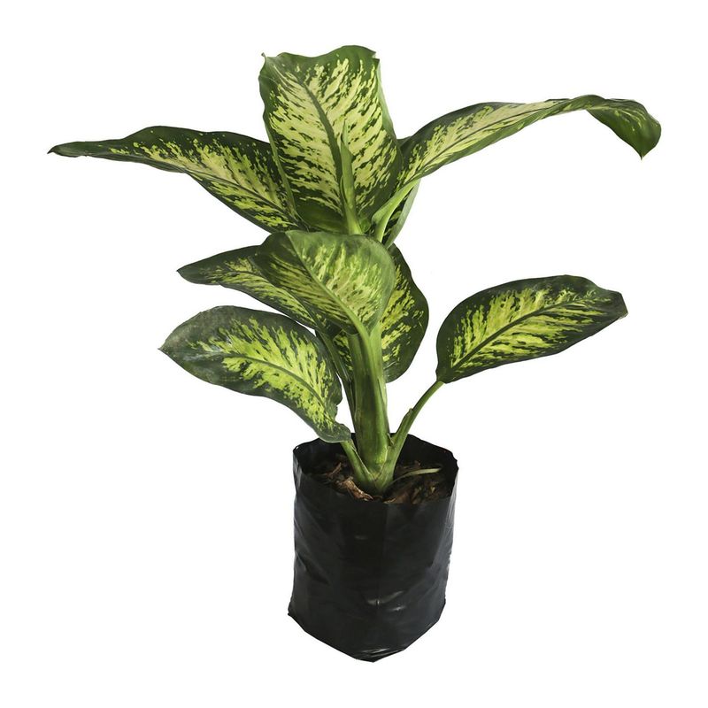 Conaplor - Planta amoena reyna b08