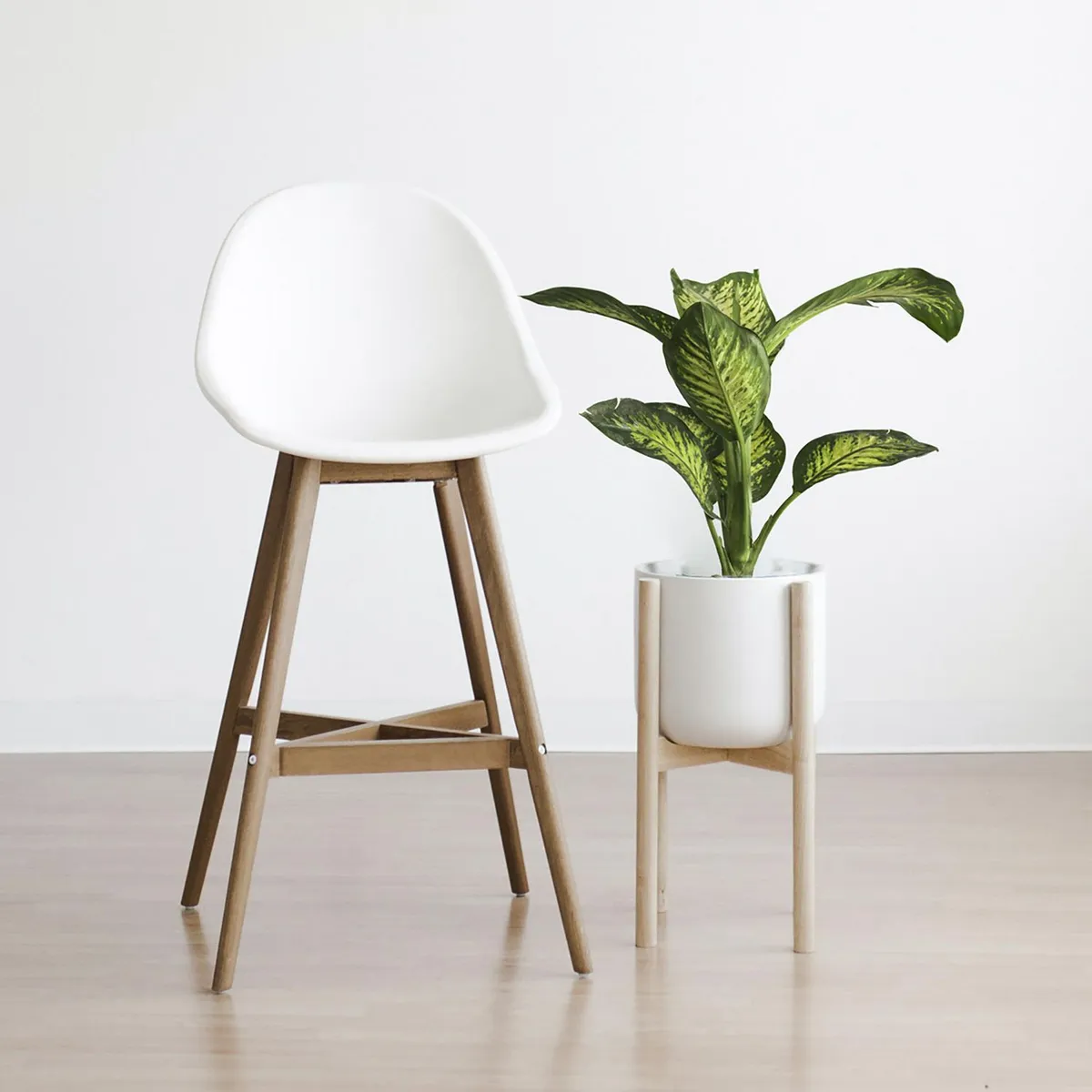 Conaplor - Planta amoena reyna b08