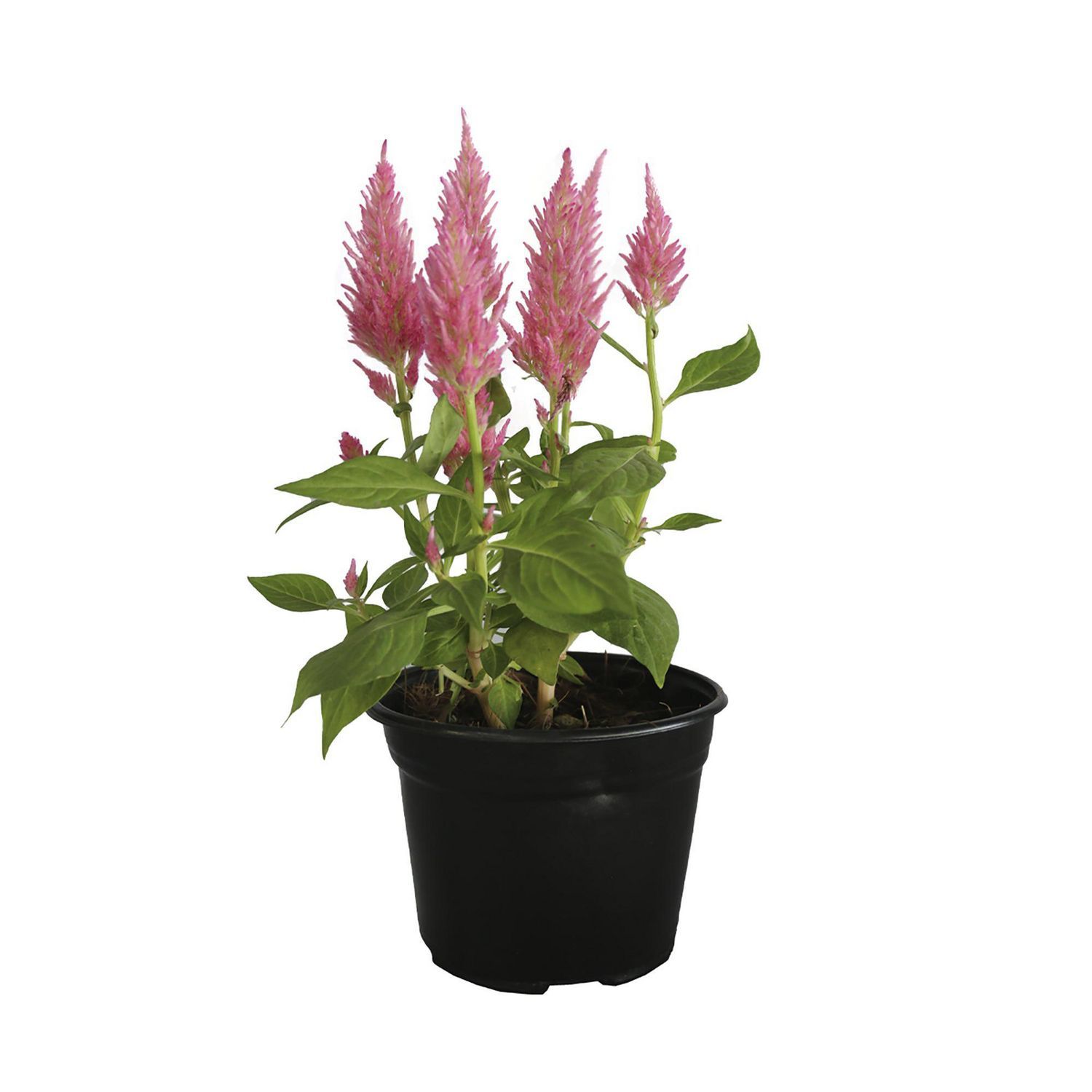 2.100 Celosia Argentea Fotos Fotografías de stock, fotos e imágenes libres de derechos - iStock