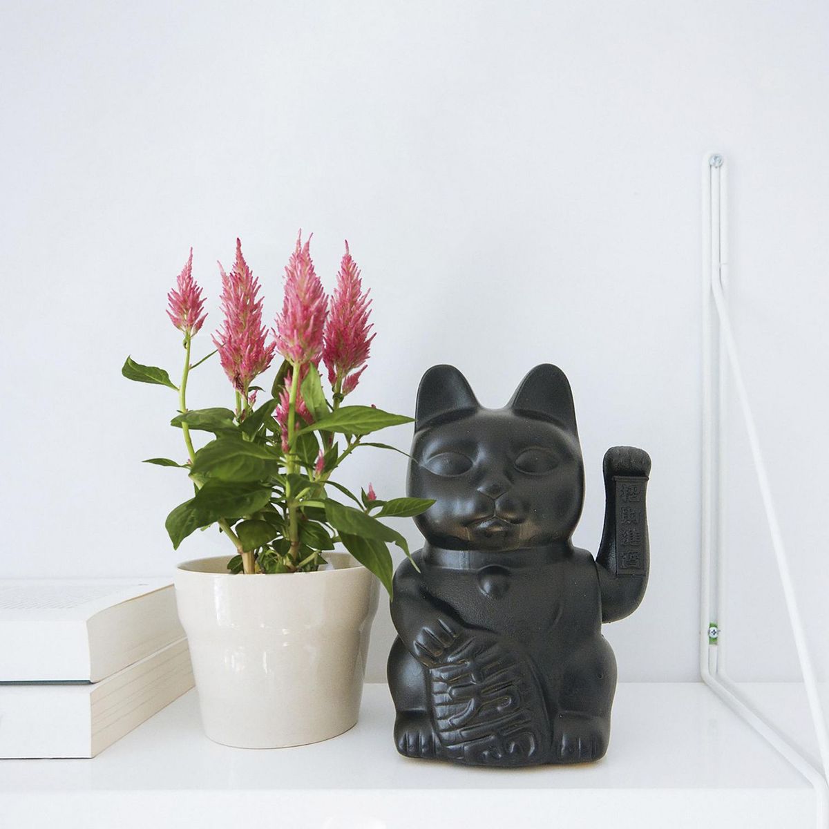 Conaplor - Planta celosia colores m6