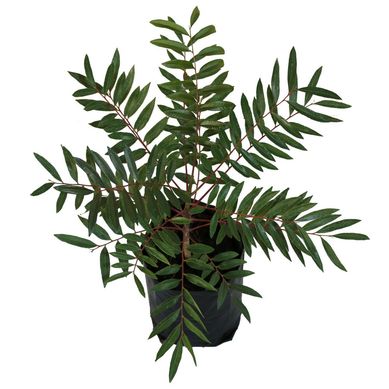 Planta pistache b03