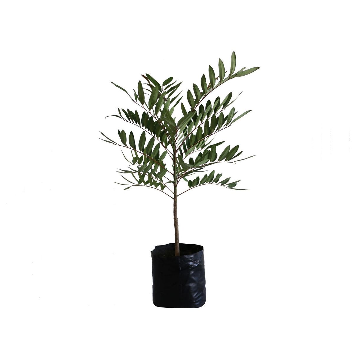 Conaplor - Planta pistache b03