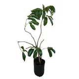 Planta lichi b03