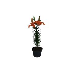 Planta Lili asiática 6"