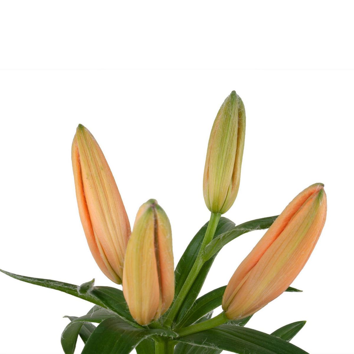 Conaplor - Planta Lili asiática 6"