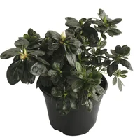 Planta Azalea Holandesa M6"