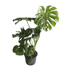 Planta Piñanona B20