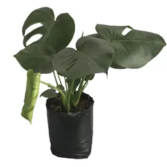 Planta Piñanona B07