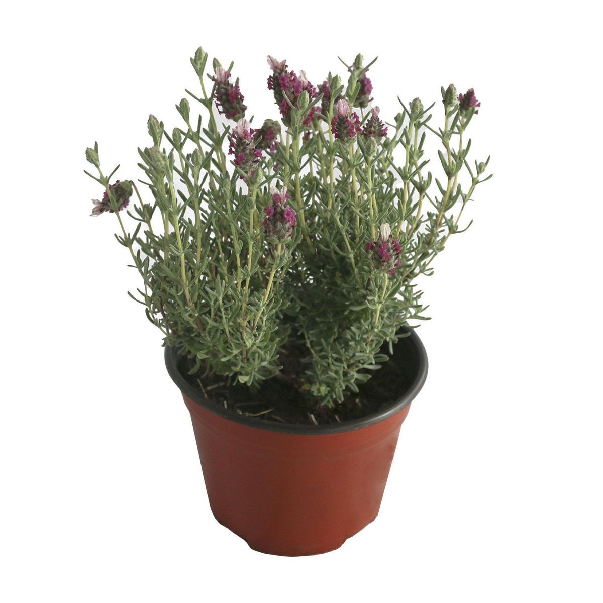 Conaplor - Planta Lavanda rosa M6"