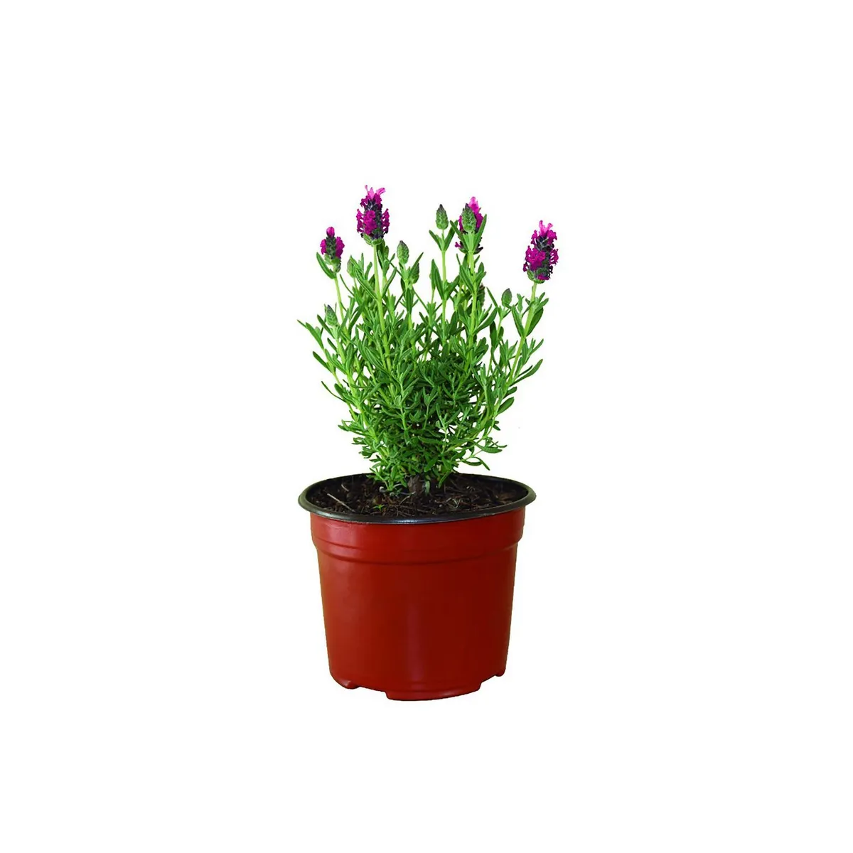Conaplor - Planta Lavanda rosa M6"