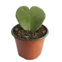 Planta hoja de corazón M4"