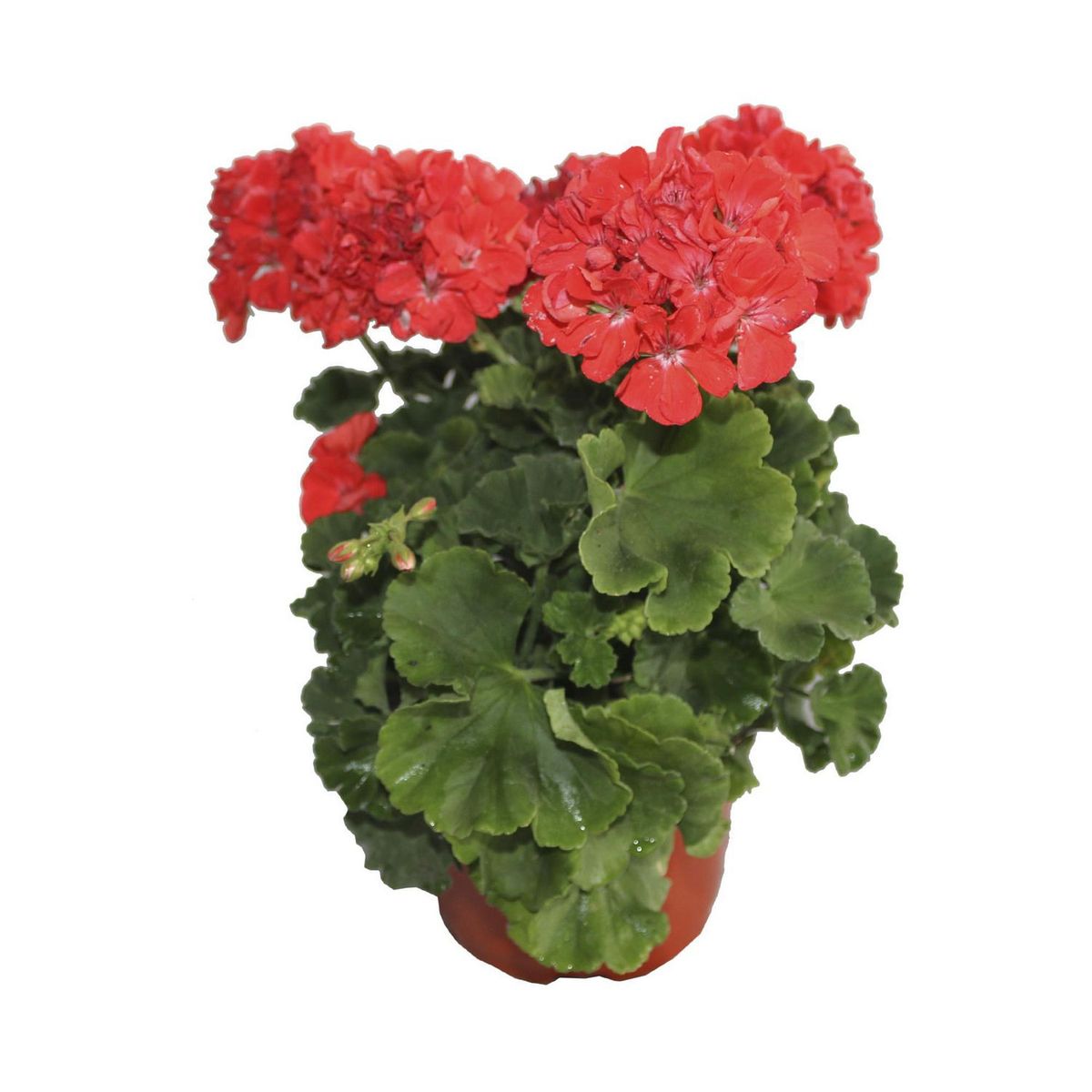 Planta Malvón M6", marca Conaplor - Foto Principal