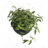 Planta Velo de Novia (C10)