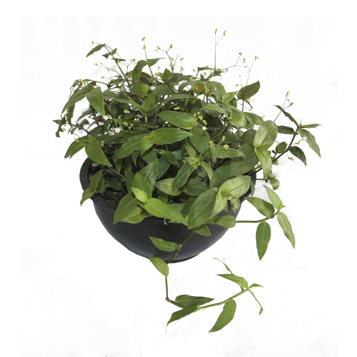 Conaplor - Planta Velo de Novia (C10)