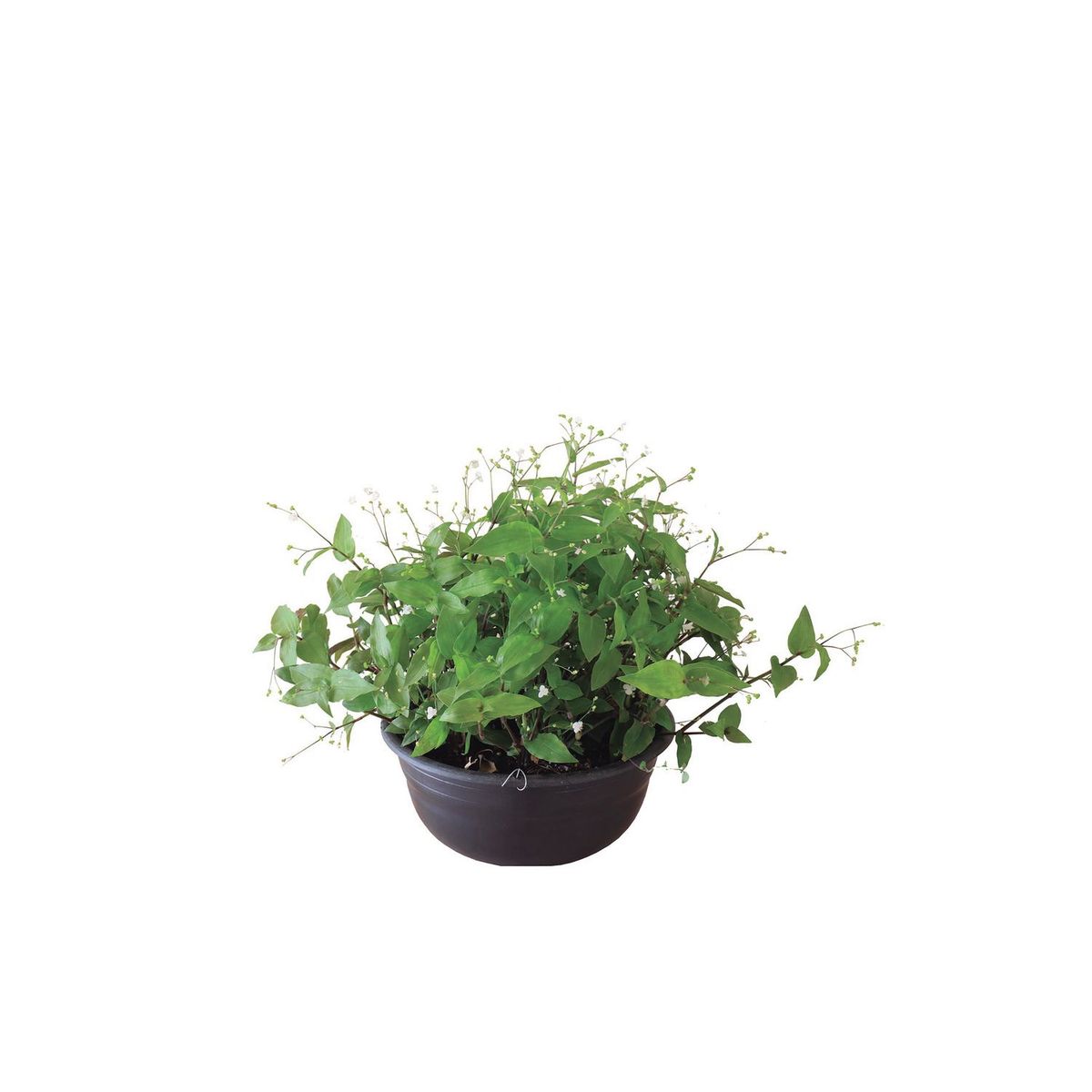 Conaplor - Planta Velo de Novia (C10)