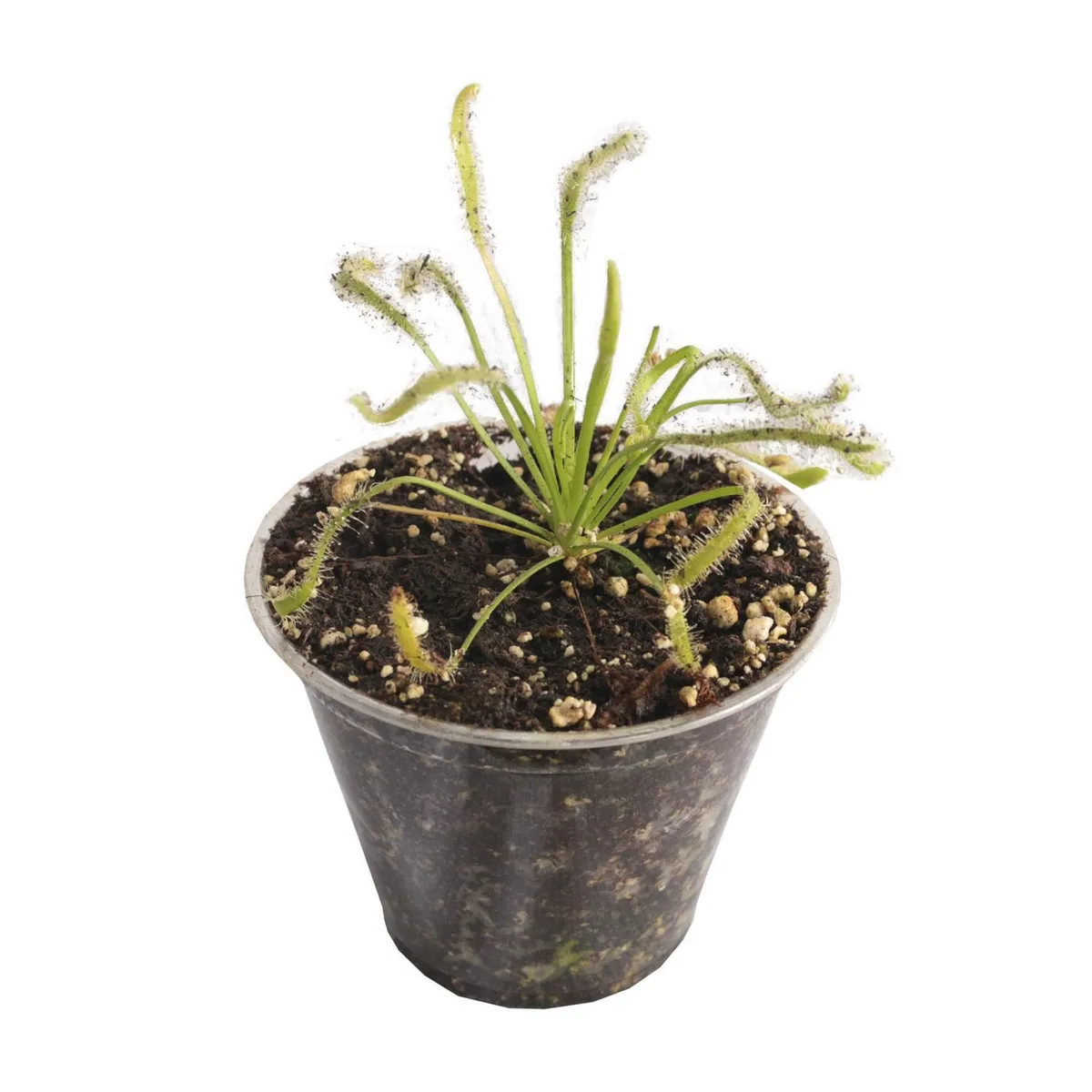 Conaplor - Planta Carnivora Drosera m03