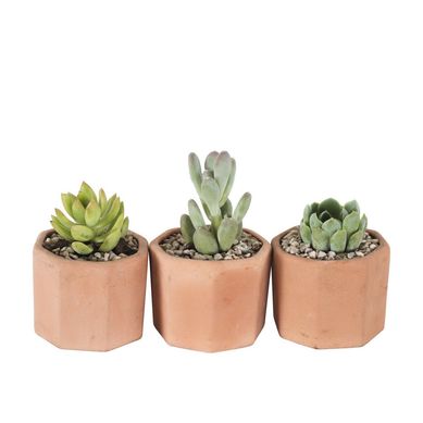 Planta Arreglo Suculenta Barro Hexagonal