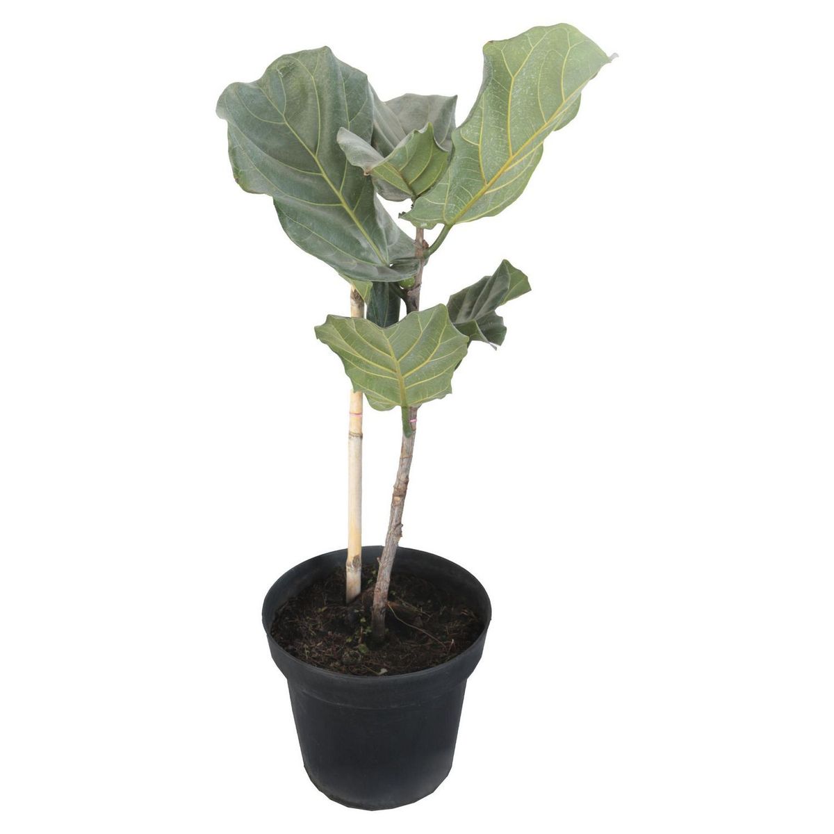 Conaplor - Planta Pandurata (Ficus Lirata) M11