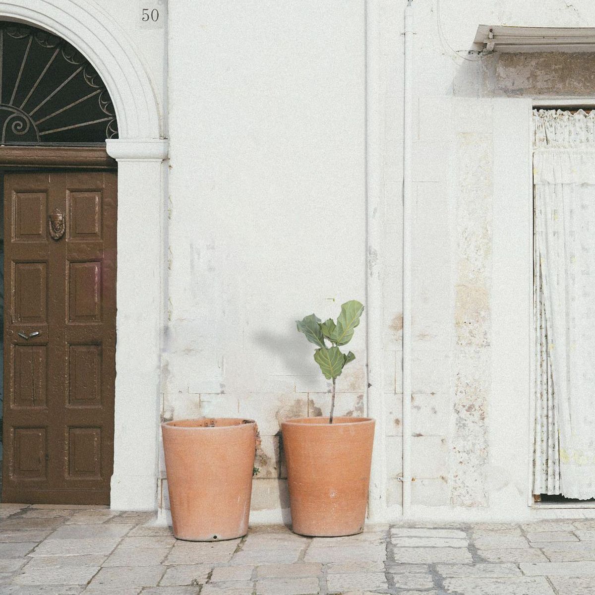 Conaplor - Planta Pandurata (Ficus Lirata) M11