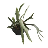 Planta Helecho Cuerno de Alce (C10)