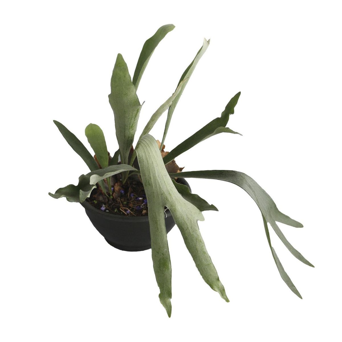 Planta Helecho Cuerno de Alce (C10), marca Conaplor - Foto Principal