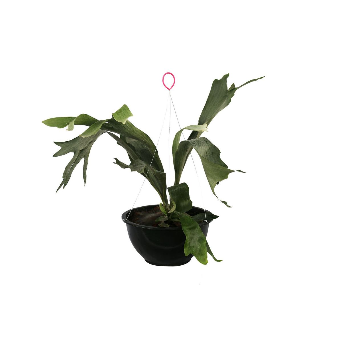 Planta Helecho Cuerno de Alce (C10), marca Conaplor - Foto 2
