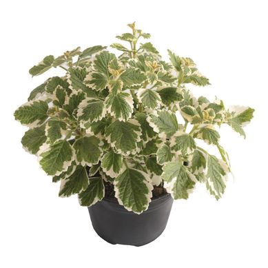 Planta Espantamoscas m06