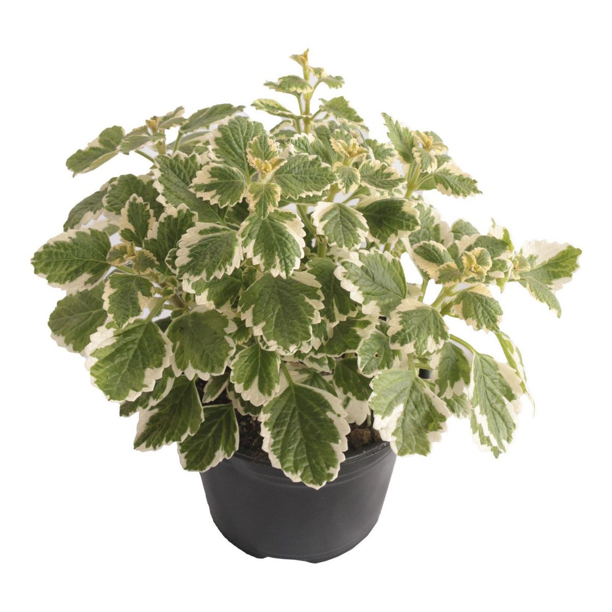 Conaplor - Planta Espantamoscas m06